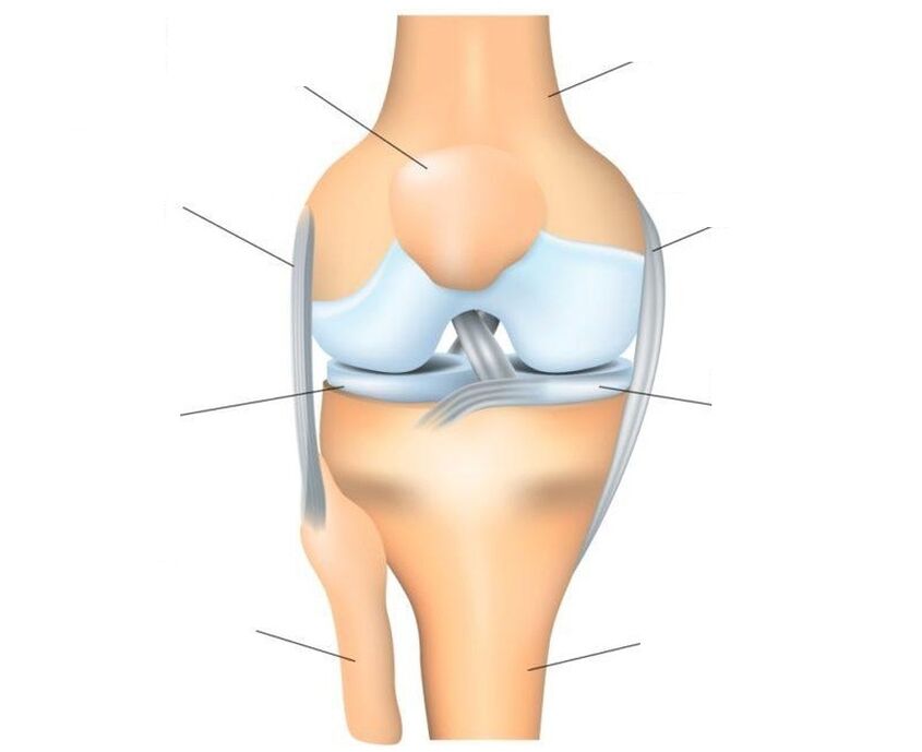 belauneko artikulazioaren egitura